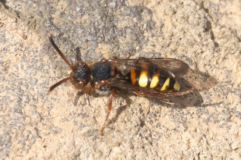 Nomada zonata.jpg